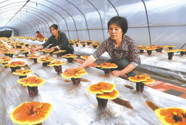 六安金寨药光互补